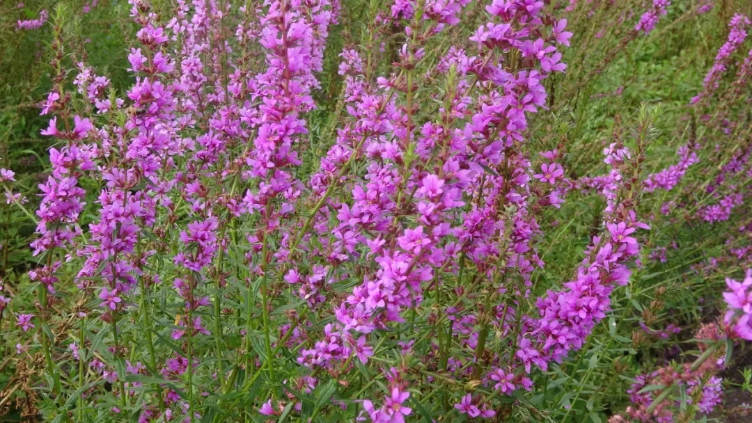 7763afd5e7ca1fea0e0e3f6618064c54.jpg 7763afd5e7ca1fea0e0e3f6618064c54.jpg