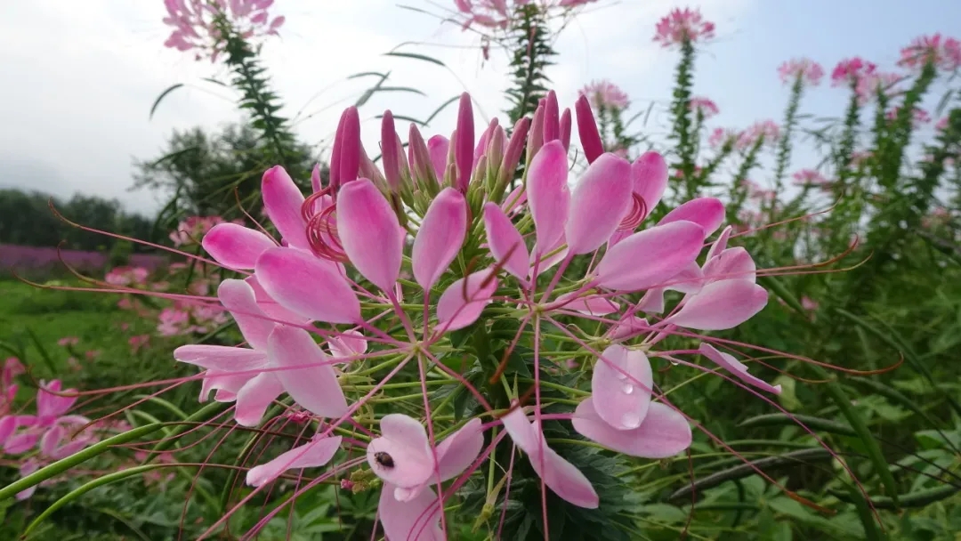 4f7c1e79aae7afc38a5419aba9f147db.jpg 4f7c1e79aae7afc38a5419aba9f147db.jpg