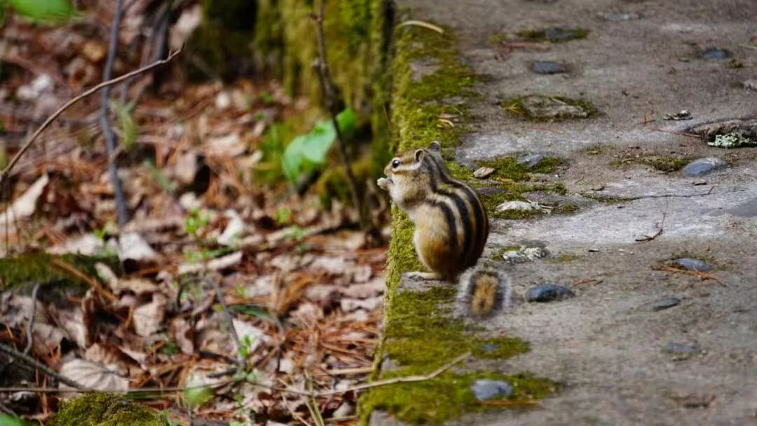 ce52efa2b8aee1b8cfea9de672864d1a.png ce52efa2b8aee1b8cfea9de672864d1a.png